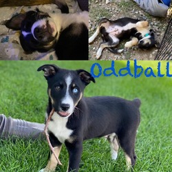 Thumbnail photo of Oddball #1