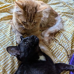 Thumbnail photo of Mowgli and Bagheera #1