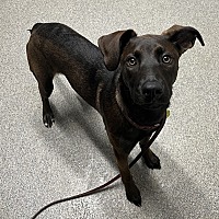 adopt a pet