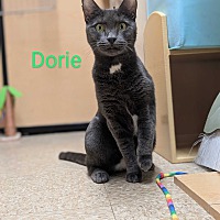 adopt a pet