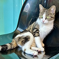 adopt a pet