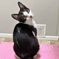 adopt a pet