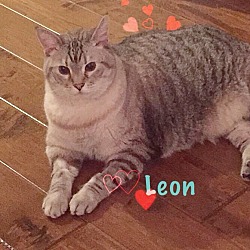 Thumbnail photo of Leon #1