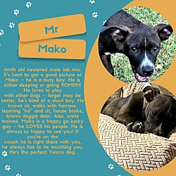 Photo of Mako