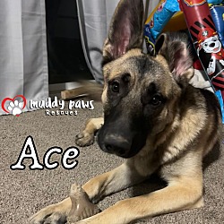 Photo of Ace (Courtesy Post)