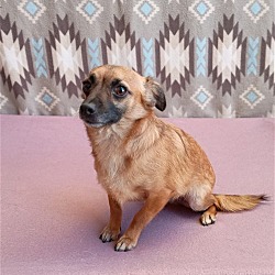 Photo of Canelo-ADOPTED 4/13/24