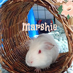 Thumbnail photo of Marshie #2