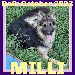 Thumbnail photo of MILLI #1