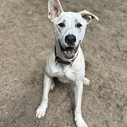 Thumbnail photo of Benny (Lucy's Litter) #1