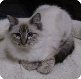 ragdoll siamese