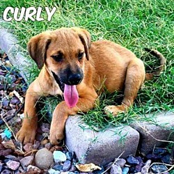Photo of Curley
