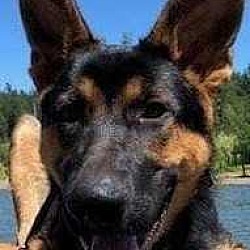 Photo of KODA