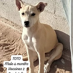 Photo of Toto