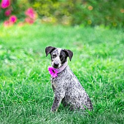 Photo of Heeler Mix Pup Girls