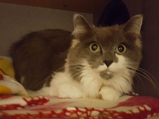 Lexington Ky Ragdoll Meet Gracie A Pet For Adoption