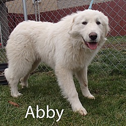 Thumbnail photo of Abby #4