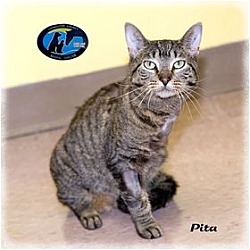 Thumbnail photo of Pita #2