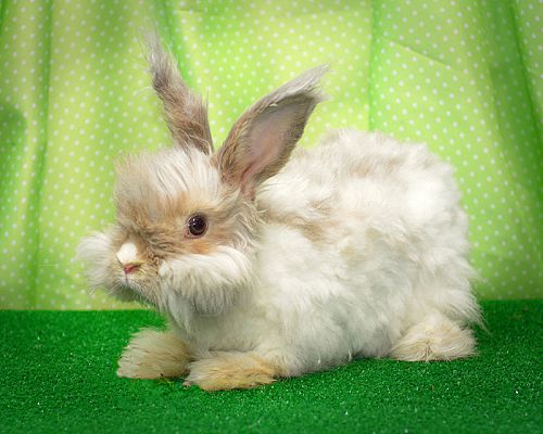 Chicago Il Angora English Meet Pico De Gallo A Pet For Adoption Adoptapet Com