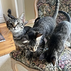 Photo of three unnamed kittens