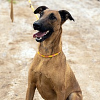 adopt a pet