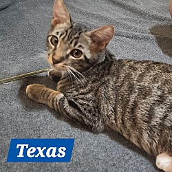 Photo of Texas - United States Litter