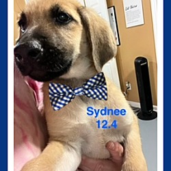 Thumbnail photo of Sydnee #1