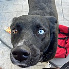 Adopt A Pet :: Bear - Escondido, CA