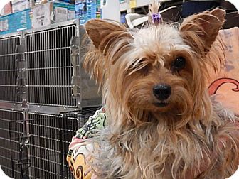 Tucson Az Yorkie Yorkshire Terrier Meet Kamile A Pet For Adoption