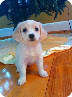 chihuahua cross cocker spaniel