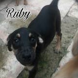 Thumbnail photo of Ruby #2