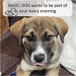 Thumbnail photo of Bagel Dog #1
