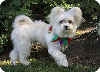 Newport Beach Ca Yorkie Yorkshire Terrier Meet Lars A Pet For Yorkie Yorkshire Terrier Meet Lars