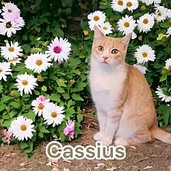 Thumbnail photo of Cassius #1
