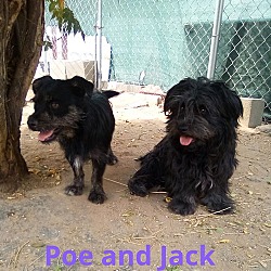 Thumbnail photo of Jack London #3