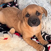 adopt-pet