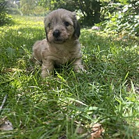 adopt-pet