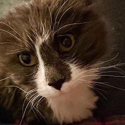 Birman Kittens For Sale In Minnesota Adoptapet Com