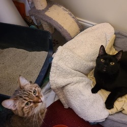 Thumbnail photo of Nilly/Geordi (bonded with Billy/Data) #3