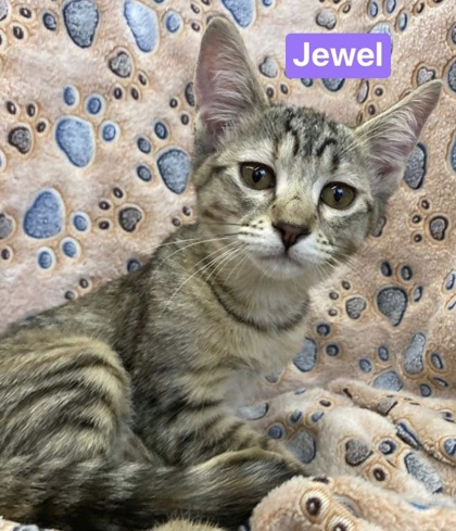 Photo of Jewel
