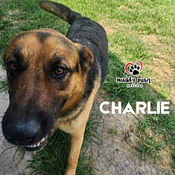 Thumbnail photo of Charlie (Courtesy Post) #1