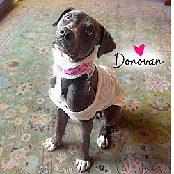 Thumbnail photo of Donovan #2