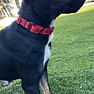 Adopt A Pet :: Julietta - Escondido, CA