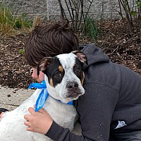 adopt a pet