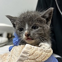 adopt a pet