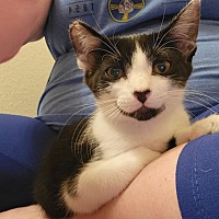 adopt a pet