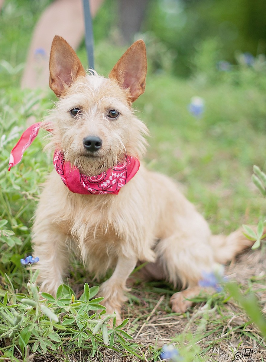 Houston, TX - Cairn Terrier. Meet Misty a Dog for Adoption. | Cairn Terrier Puppies Houston Texas
Houston, TX - Cairn Terrier. Meet Misty a Dog for Adoption. | Cairn Terrier Puppies Houston Texas