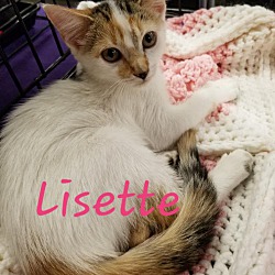 Thumbnail photo of Lisette #1