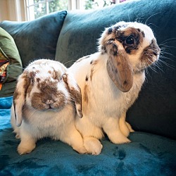 Photo of Levi and Shmuley (Bonded Pair)