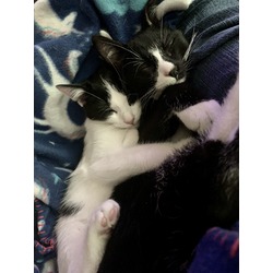 Thumbnail photo of Bobtail kittens #2