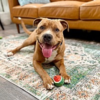 adopt a pet